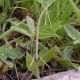 Cervara_1200m_5-VI-2011_F007.JPG
