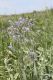Anchusa_barrelieri_IMG_9651.JPG