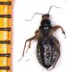 Alloeorhynchus.jpg
