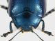 Chrysolina_SantAngelo_2.jpg