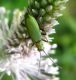 Oedemeridae1.jpg