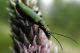 Oedemeridae2.jpg