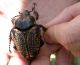 Fornasinius_fornasinii_Zambia_2008 013.jpg