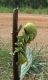 Acherontia_Zambia_2008 085.jpg