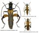 Oedemera (Oedemera) brevipennis Ganglbauer, 1881.jpg