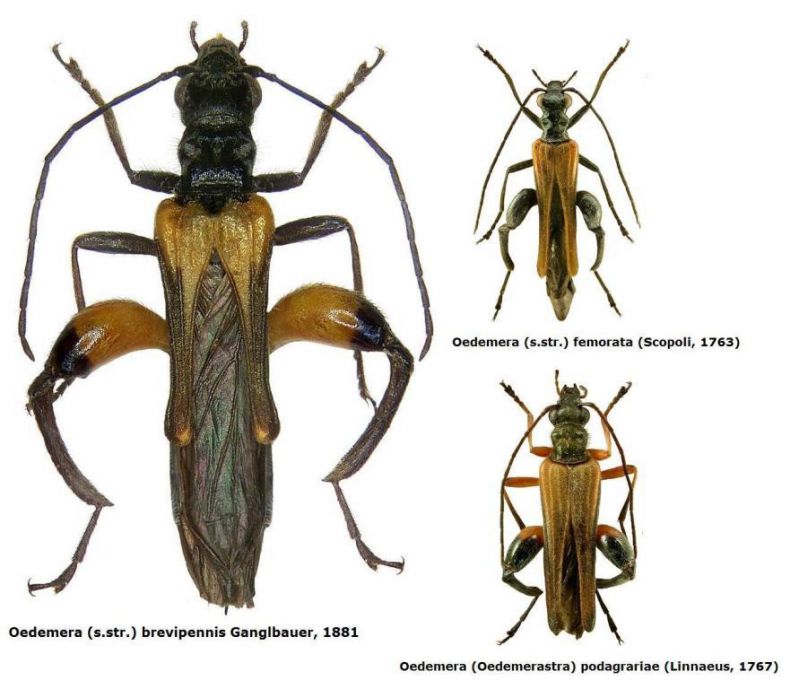 Oedemera (Oedemera) brevipennis Ganglbauer, 1881.jpg