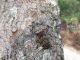 Acanthophorus_Zambia_2008 244.jpg