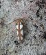 Prosopocera lactator Zambia_2008 269.jpg