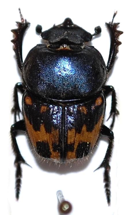 Phalops divisus (Wiedemann, 1823).JPG