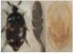 Attagenus fallax Gené, 1839.jpg