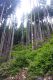 08_pineta 2.jpg