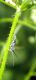 21_phytoecia1.jpg