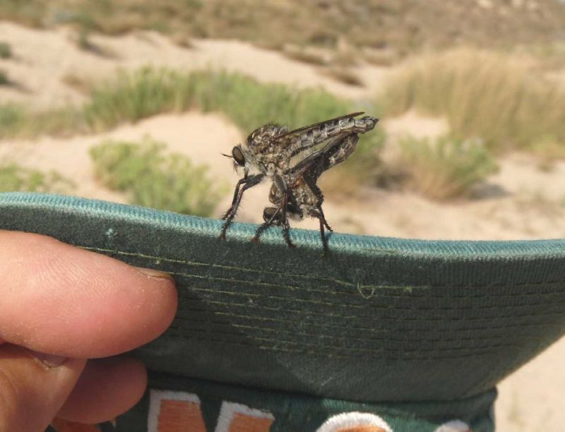 asilidae sul berretto e.JPG