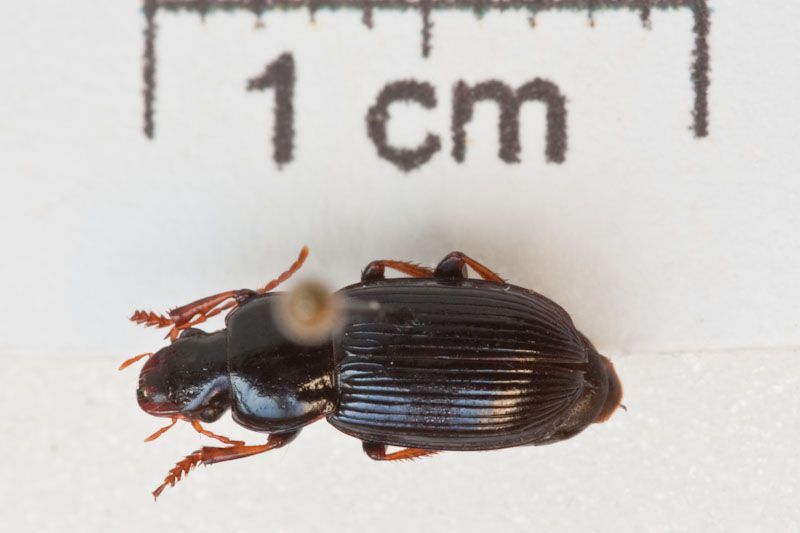 Harpalus (Harpaloderus) sp 01.jpg