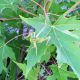 DSCN0662.JPG