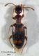 Cyclodinus constrictus Sardegna_forum.jpg