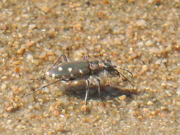 cicindela.jpg