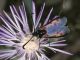 Zygaena corsica03mod.jpg