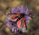 Zygaena corsicamod.jpg