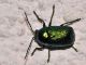 Chrysomelidae - Chryptocephalus sp - 4 mm - 20110602_288.jpg