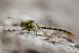 Onychogomphus1.jpg