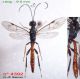 n° 4392 dos + latéral - Xorides filiformis M.jpg