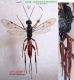 n° 4391 dos + latéral - Xorides filiformis F.jpg