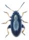 alticinorid.jpg