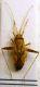 Phytocoris sp.JPG