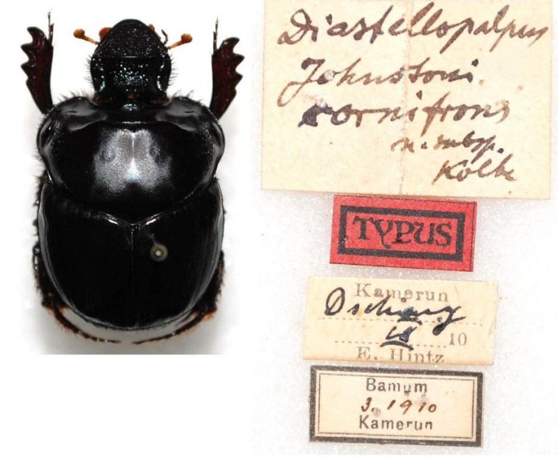 Diastellopalpus johnstoni cornifrons Kolbe, 1914 TYPUS.JPG