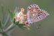 Lycaenid_1173_sm.JPG