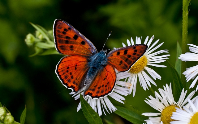 Lycaena thetis-2a.jpg