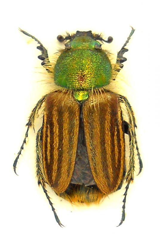 Eulasia goudoti.01.jpg