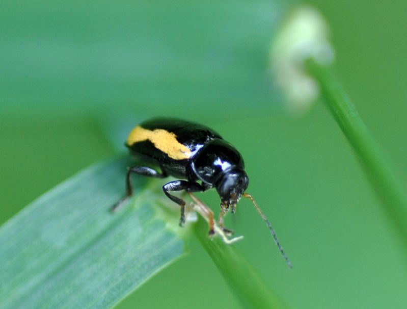 Coleoptera.jpg