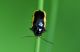 Coleoptera1.jpg