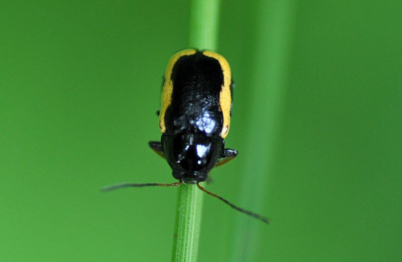 Coleoptera1.jpg