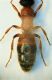 (Myrmosidi) Myrmosa cf. atra 2.JPG