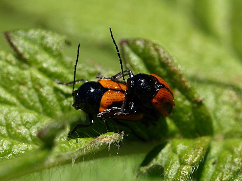 Chryptocephalus_Cervara_12-VI-2011.jpg