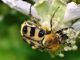 Cetoniidae - Trichius fasciatus - 11 mm -20110604_462.jpg
