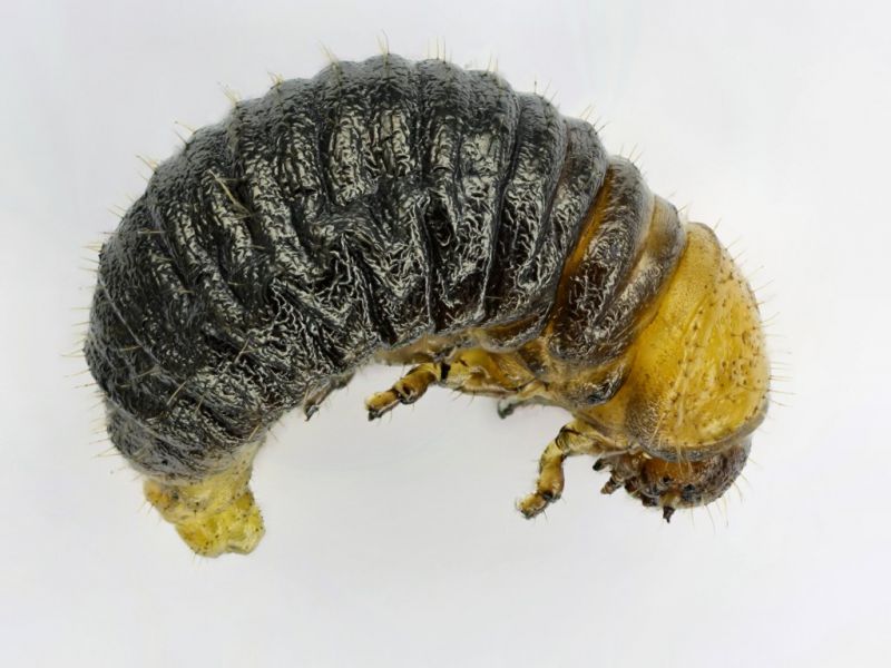 larva Chrysomelidae del Pasubio.jpg