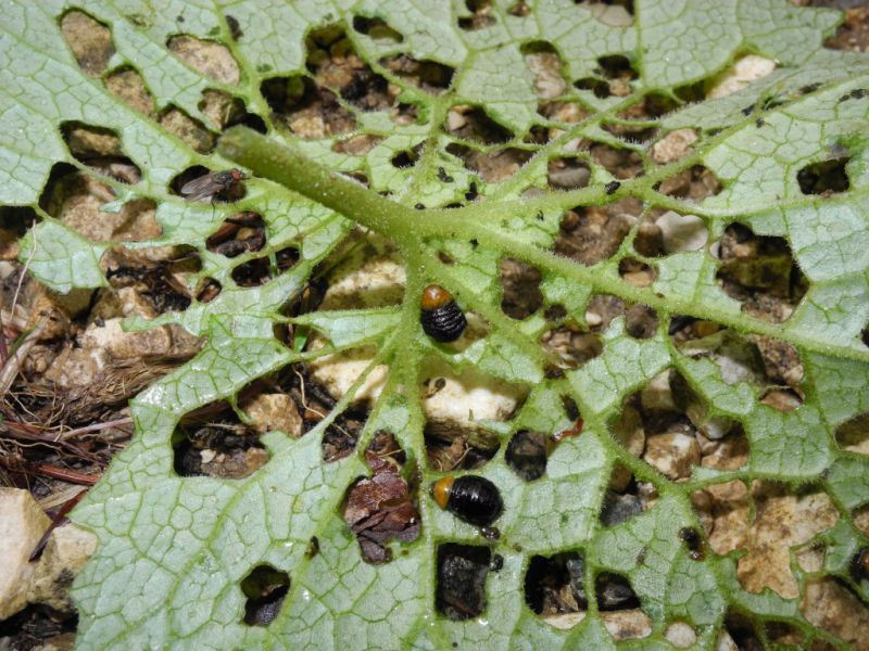 Larve di Chrysomelidae su Adenostyles glabra.jpg