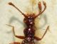 Pselafide2b Dossena BG 12.5.84 leg.Franzini 2mm.JPG