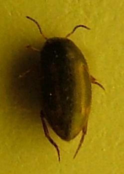 Graptodytes1.JPG