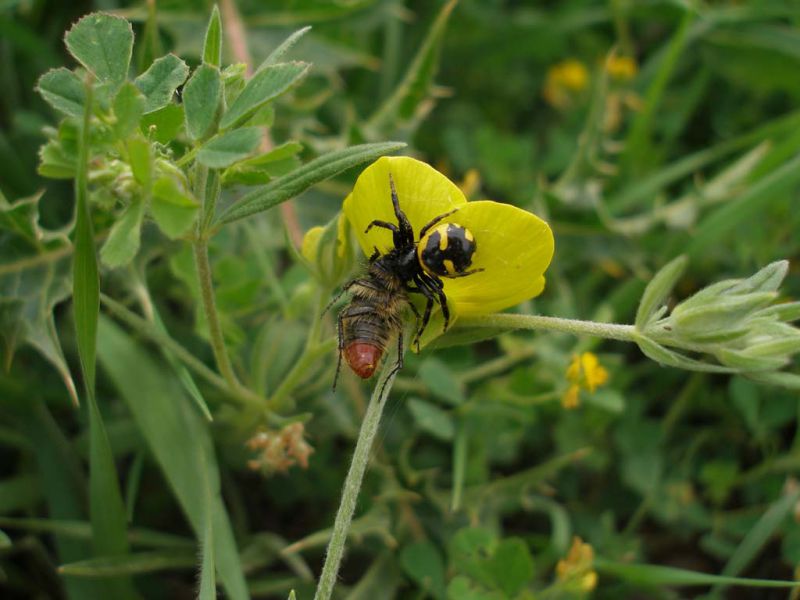 TURCHIA 2011_1 250_Sud Tunceli_Pygopleurus_preda di ragno.jpg