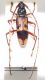 Phoracantha recurva.jpg