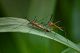Limonidae2_1_rid.jpg