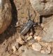 D.xerophilum.jpg