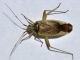 Miridae - Closterotomus norwegicus - 9 mm -20110531_220.jpg