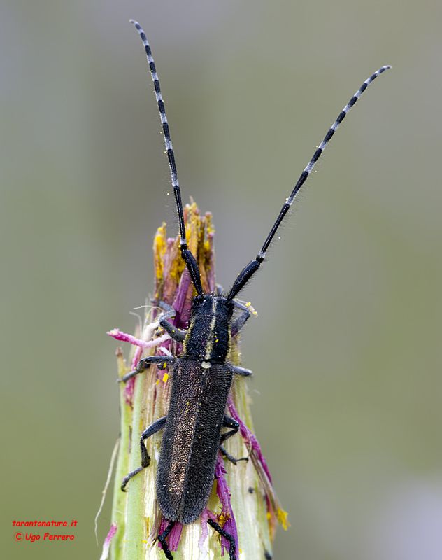 _IGP2791-Agapanthia-maculicornis-davidi-Slama,-1986.jpg