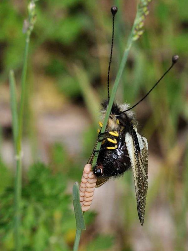 Ascalaphidae - Libelloides sp female deposizione20110603_374.jpg